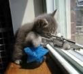 cat